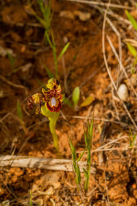 Close-up of insect on plant in field