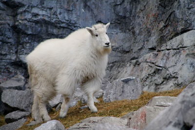 White cat standing on rock