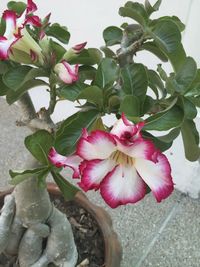 Close-up of pink flowers