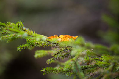 Close-up of moss on branch