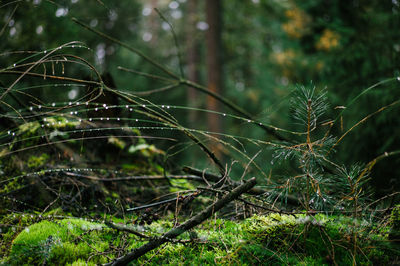 Close-up of spider web on plant in forest