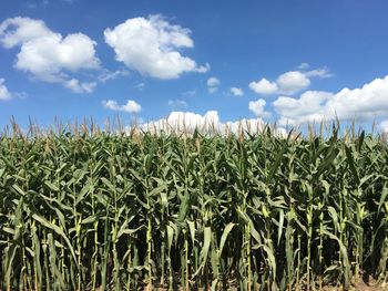 Crops growing on field against sky