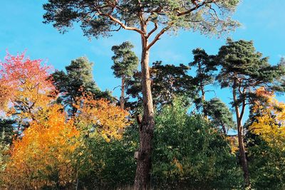 Low angle view of trees in forest against sky