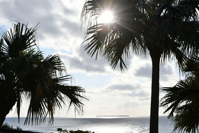 Palm trees on beach against sky