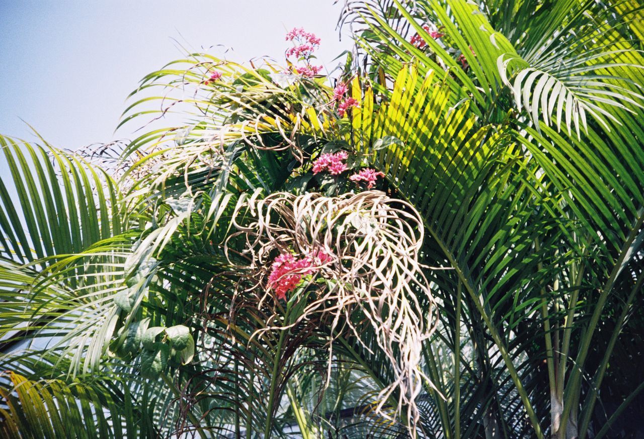 LOW ANGLE VIEW OF PALM TREE AGAINST SKY