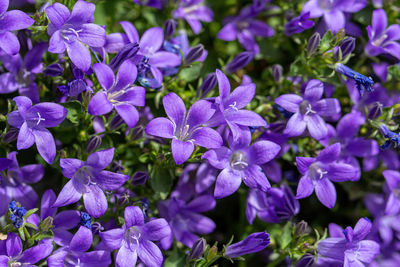 Close-up of purple flowering plants