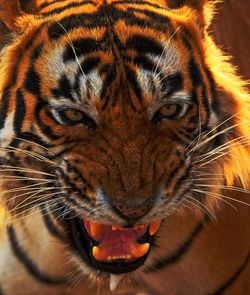 Close-up portrait of tiger