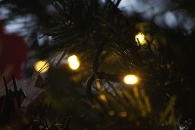 Low angle view of illuminated tree at night