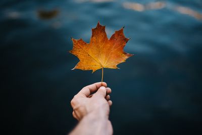 Midsection of person holding maple leaf during autumn