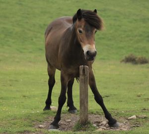 Horse standing in a field