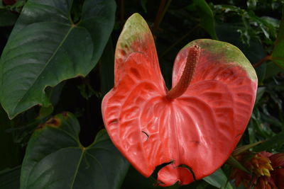 Close-up of red flower