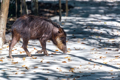 Side view of peccary walking on field at calakmul biosphere reserve