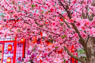 Pink cherry blossoms in spring