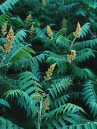 Green leafs in a forest 