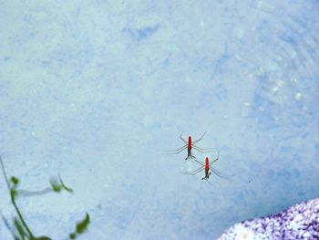 High angle view of spider