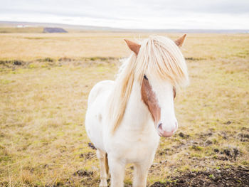 Close-up of horse standing on field