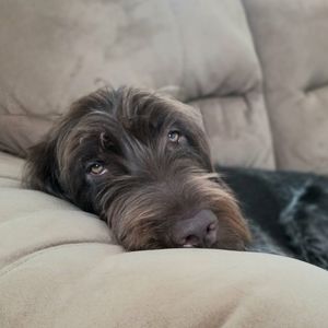 Close-up portrait of dog resting on bed