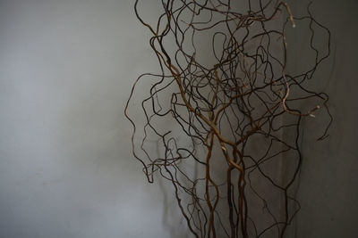 Close-up of bare branches