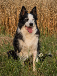 Portrait of a dog on field
