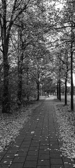 Footpath amidst trees in park during autumn