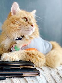 Close-up of a cat looking away