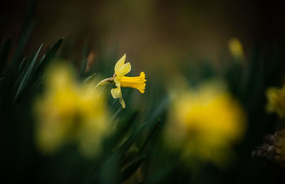 Close-up of yellow flowering plant on field