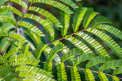 Close-up of green leaves