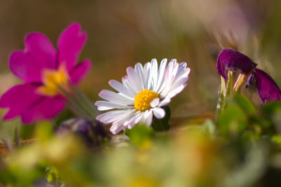 Close-up of purple flowering plants