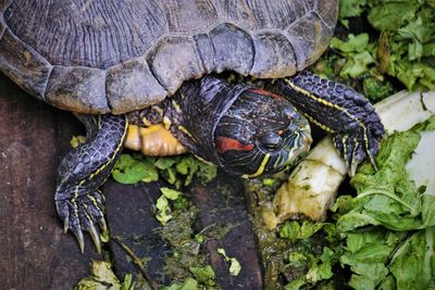 High angle view of a turtle in the pool