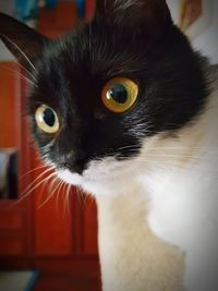 Close-up portrait of a cat