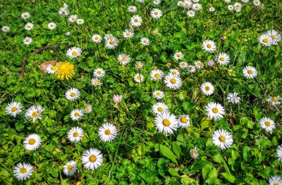 Full frame shot of white daisies blooming in park