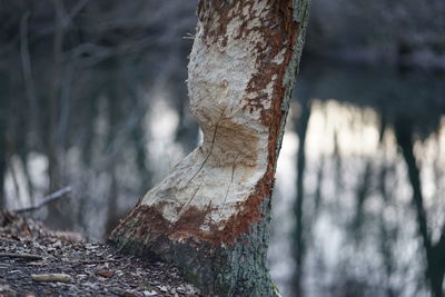 Close-up of dead tree trunk in forest