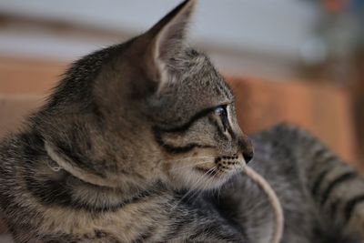Close-up of a cat looking away