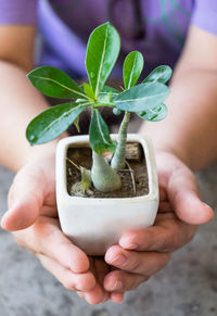 Cropped hand of person holding potted plant
