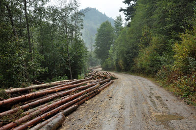 Deforested area in a forest with cutted trees