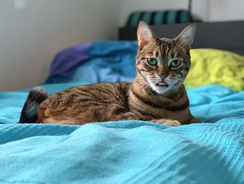 Portrait of cat resting on bed
