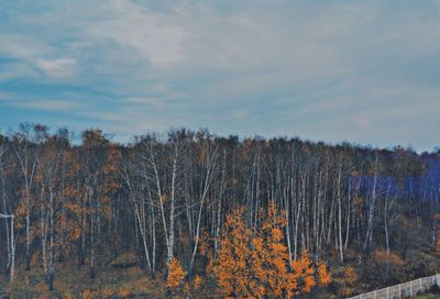 Scenic view of forest against sky during autumn