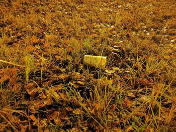 High angle view of plant on field