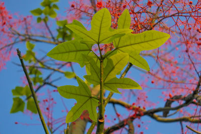 Low angle view of maple tree