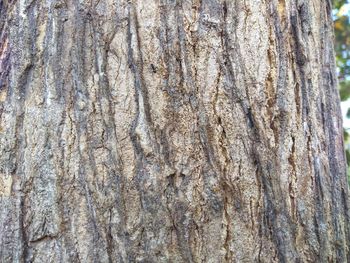 Full frame shot of tree trunk