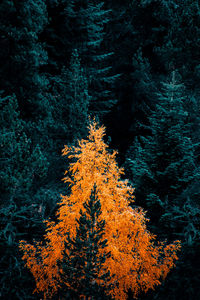 Tree in forest during autumn