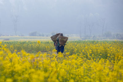 rapeseed