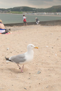 Seagulls on beach