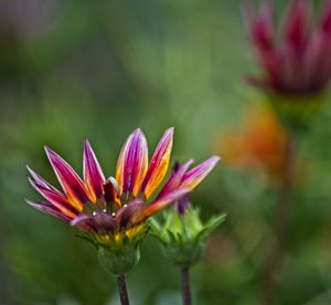Close-up of pink flower