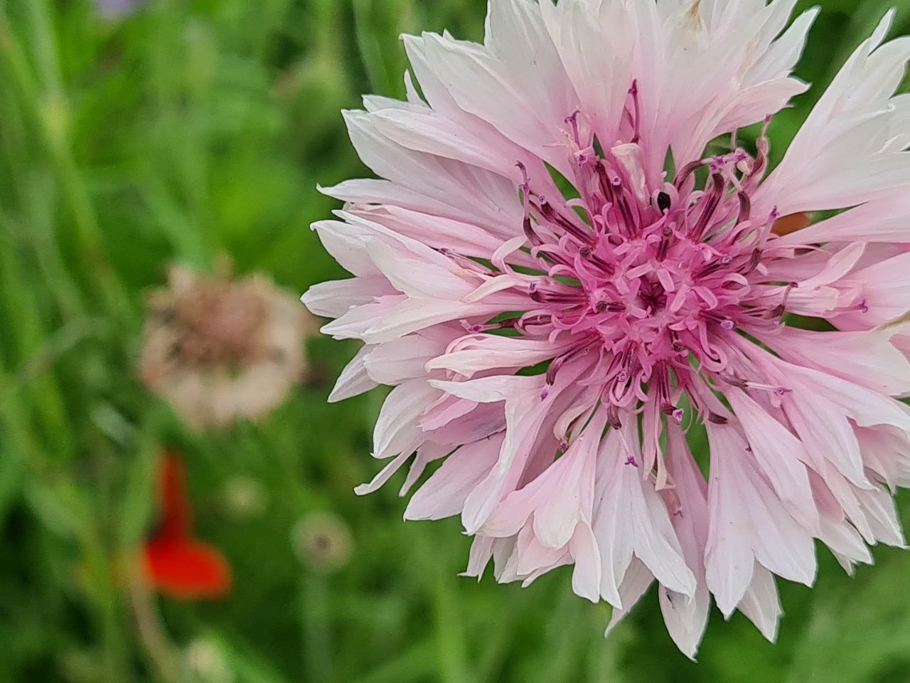 CLOSE-UP OF PINK FLOWERING PLANTS