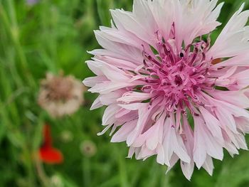 Close-up of pink flower