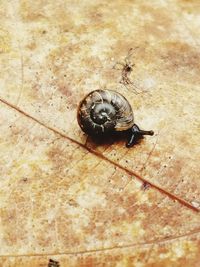 Close-up of snail on white surface