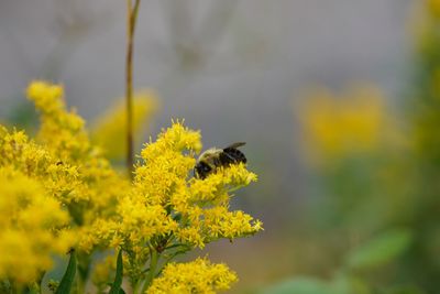 Close-up of bee on yellow flower