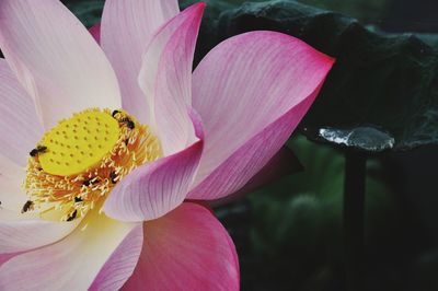 Close-up of pink flower blooming outdoors