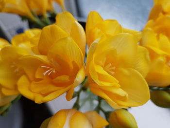 Close-up of yellow flowers